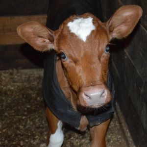 Meet your Posher, Elisabeth